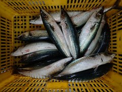 Scomber australasicus