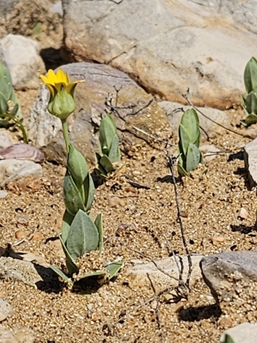 Blackstonia imperfoliata (Blackstonia imperfoliata)