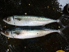 Scomber australasicus