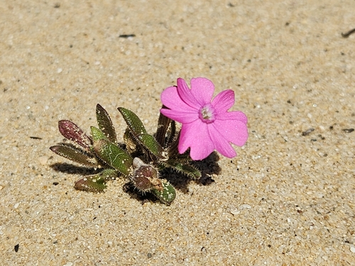 Image of Silene littorea by (c) Alessia Guggisberg, some rights reserved (CC BY-SA)