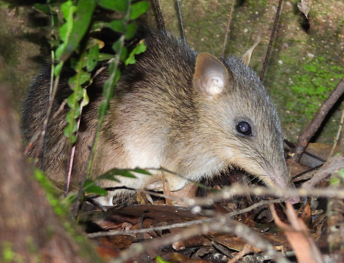 Long-nosed Bandicoot, photo 9 of 10