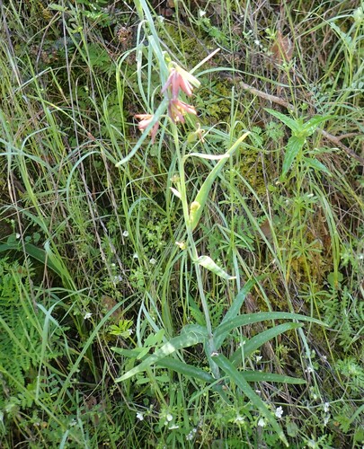 Image of Fritillaria micrantha by no rights reserved