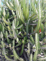 Euphorbia trigona