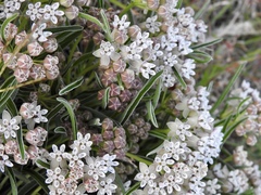 Asclepias involucrata