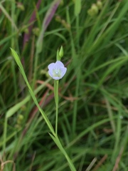 Linum bienne