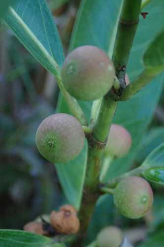 Image of Ficus verruculosa by no rights reserved