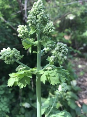 Thalictrum fendleri polycarpum