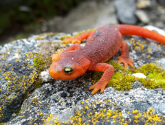 Taricha sierrae