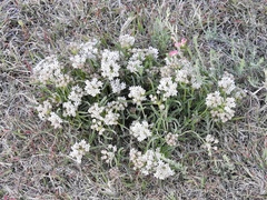 Asclepias involucrata