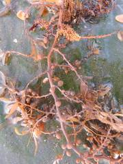 Carpophyllum angustifolium