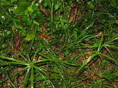 Cyperus aromaticus
