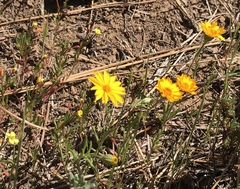 Pentachaeta aurea aurea