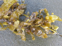 Sargassum scabridum