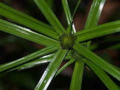 Cyperus aromaticus