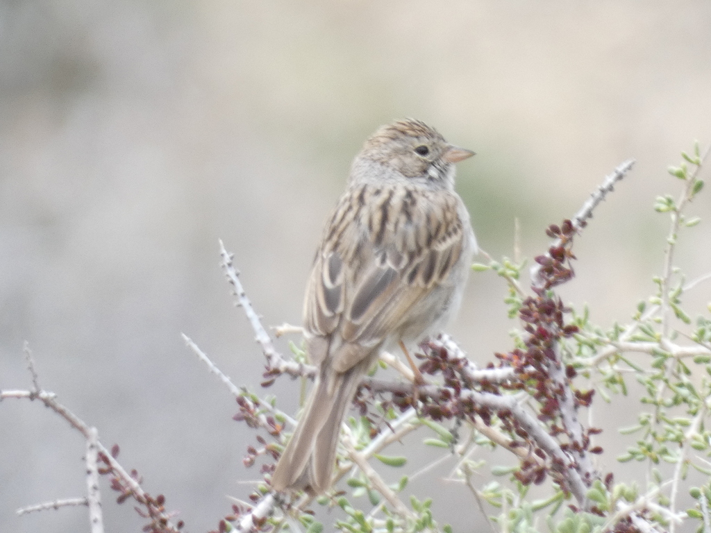 Brewer's Sparrow (breweri)