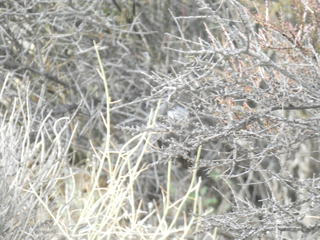Sonora Gnatcatcher