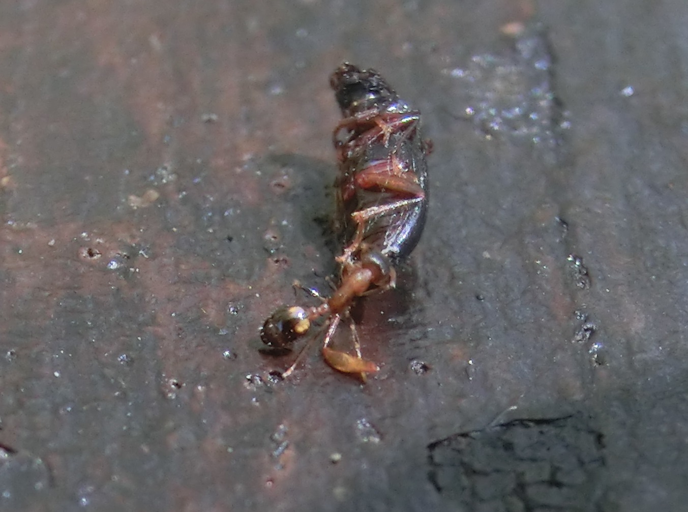 Temnothorax leimu