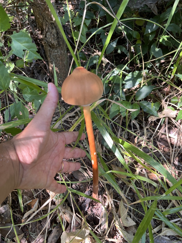 Macrolepiota capelariae · April 2024 · photo: © mariobarroso (iNaturalist, cc-by)