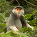 Red-shanked Douc Langur - Photo (c) jkmalkoha, some rights reserved (CC BY-NC)