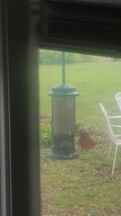 Cardinalis cardinalis