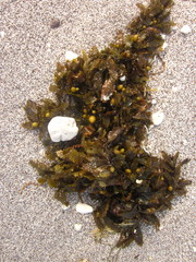 Sargassum ilicifolium