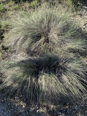 Muhlenbergia lindheimeri