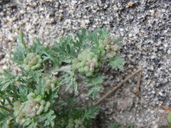Lepidium didymum