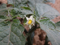 Solanum