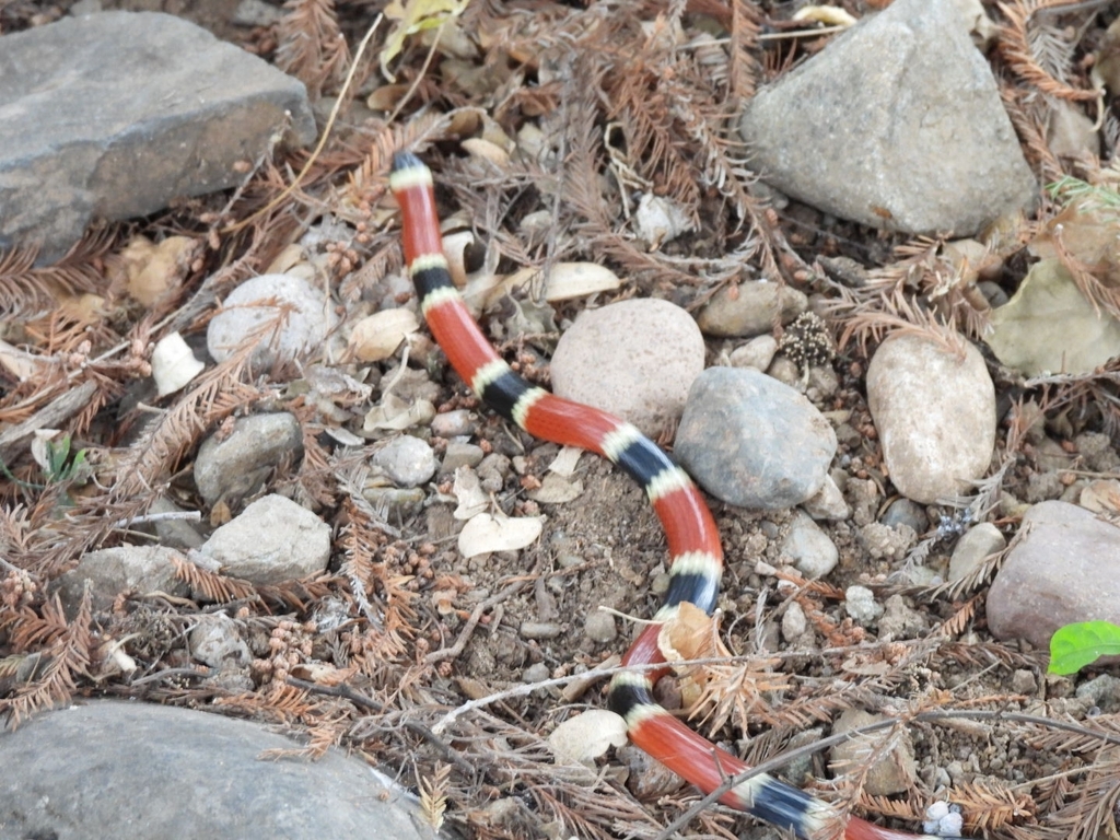 Sinaloan Coral Snake