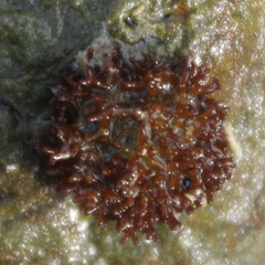 Nothogenia pulvinata