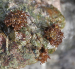 Nothogenia pulvinata