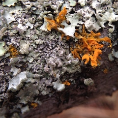 Teloschistes velifer