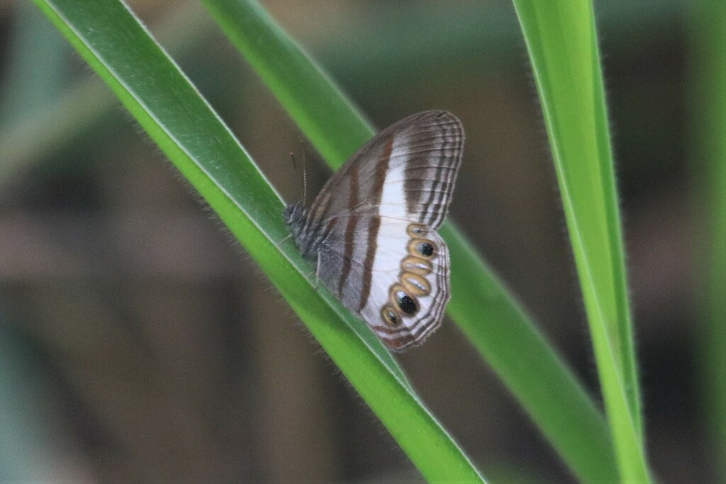 Splendeuptychia ackeryi