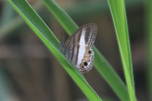 Splendeuptychia ackeryi