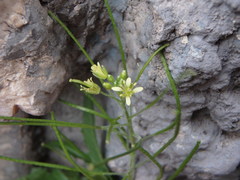 Sisymbrium irio