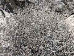 Eriogonum wrightii nodosum