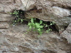 Adiantum capillus-veneris