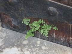 Adiantum capillus-veneris
