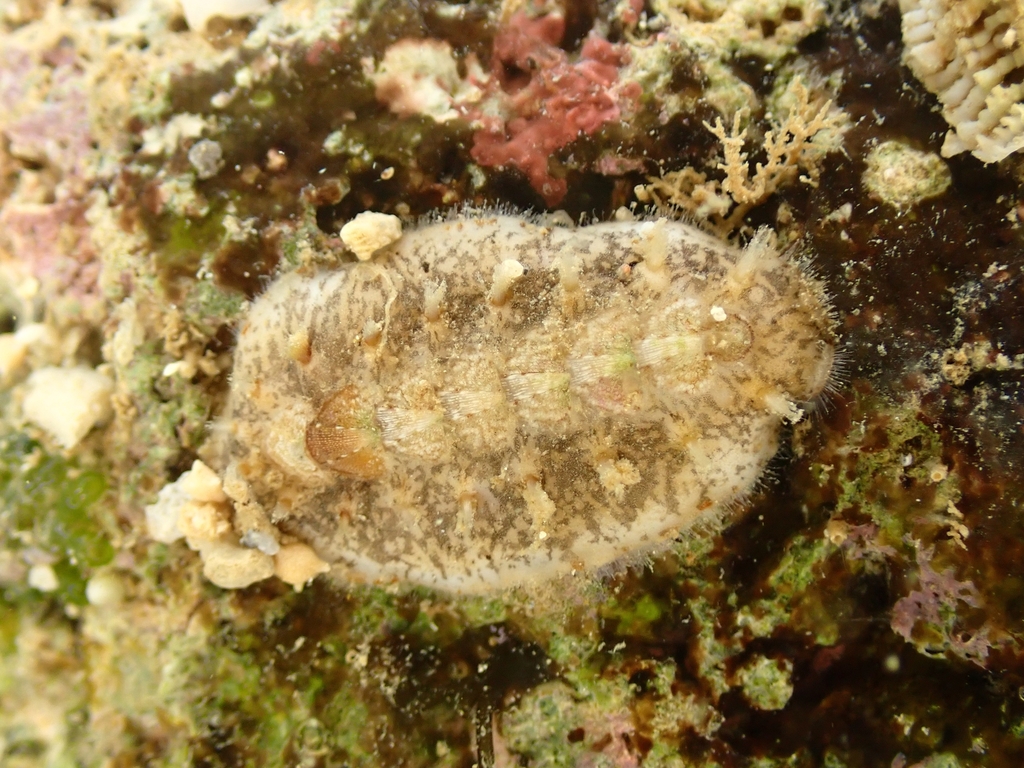 Leptoplax
