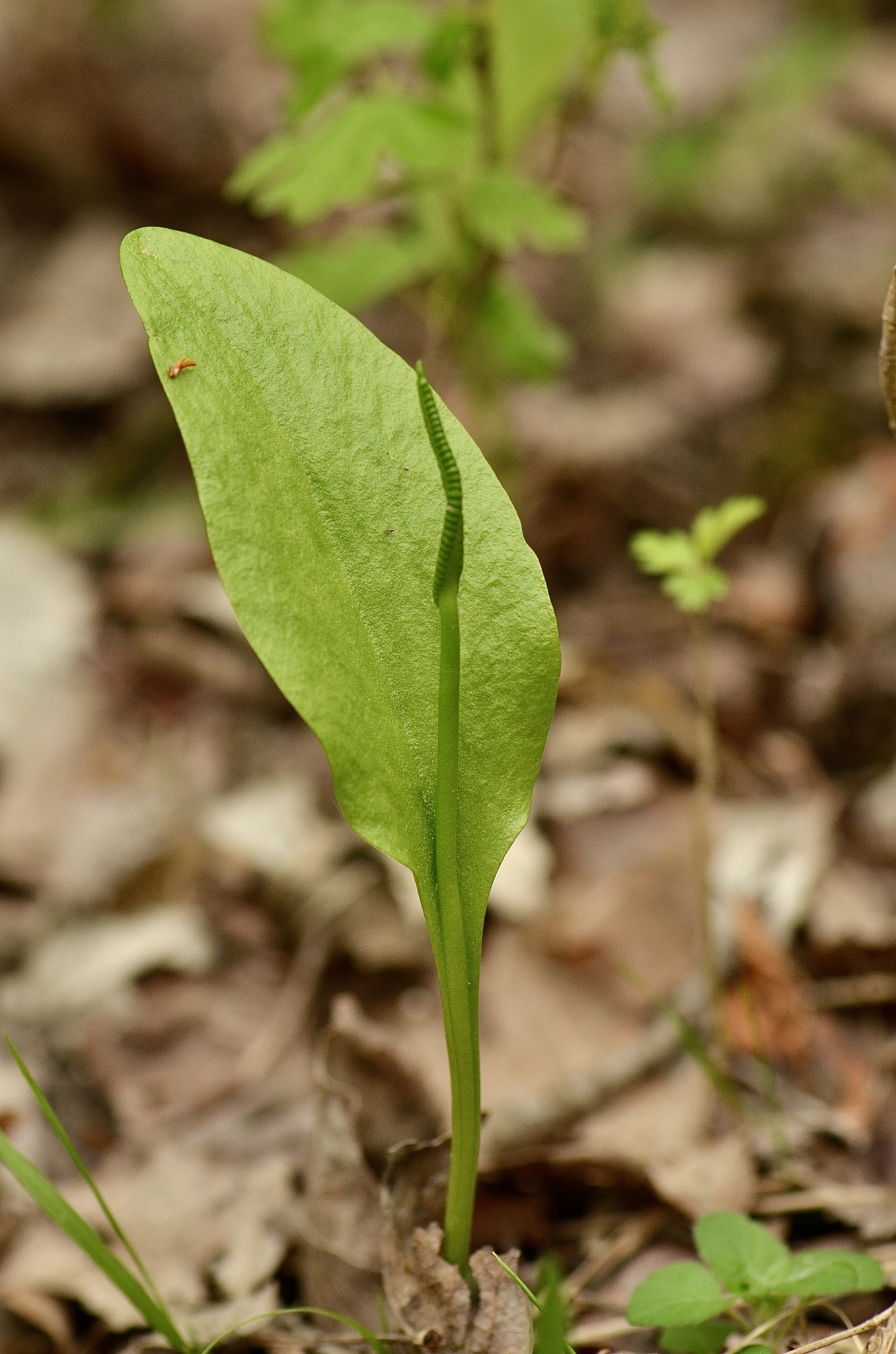 Ophioglossum vulgatum