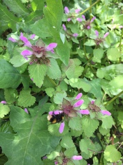 Bombus terrestris audax