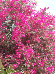 Magnoliopsida