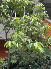 Cinnamomum verum