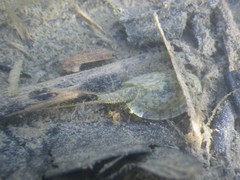 Triops cancriformis