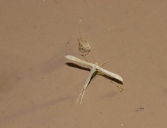 Hellinsia homodactylus