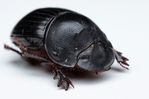Spanish Dung Beetle