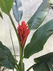 Musa coccinea