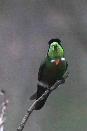 Hooded Visorbearer (Augastes lumachella), photo 3