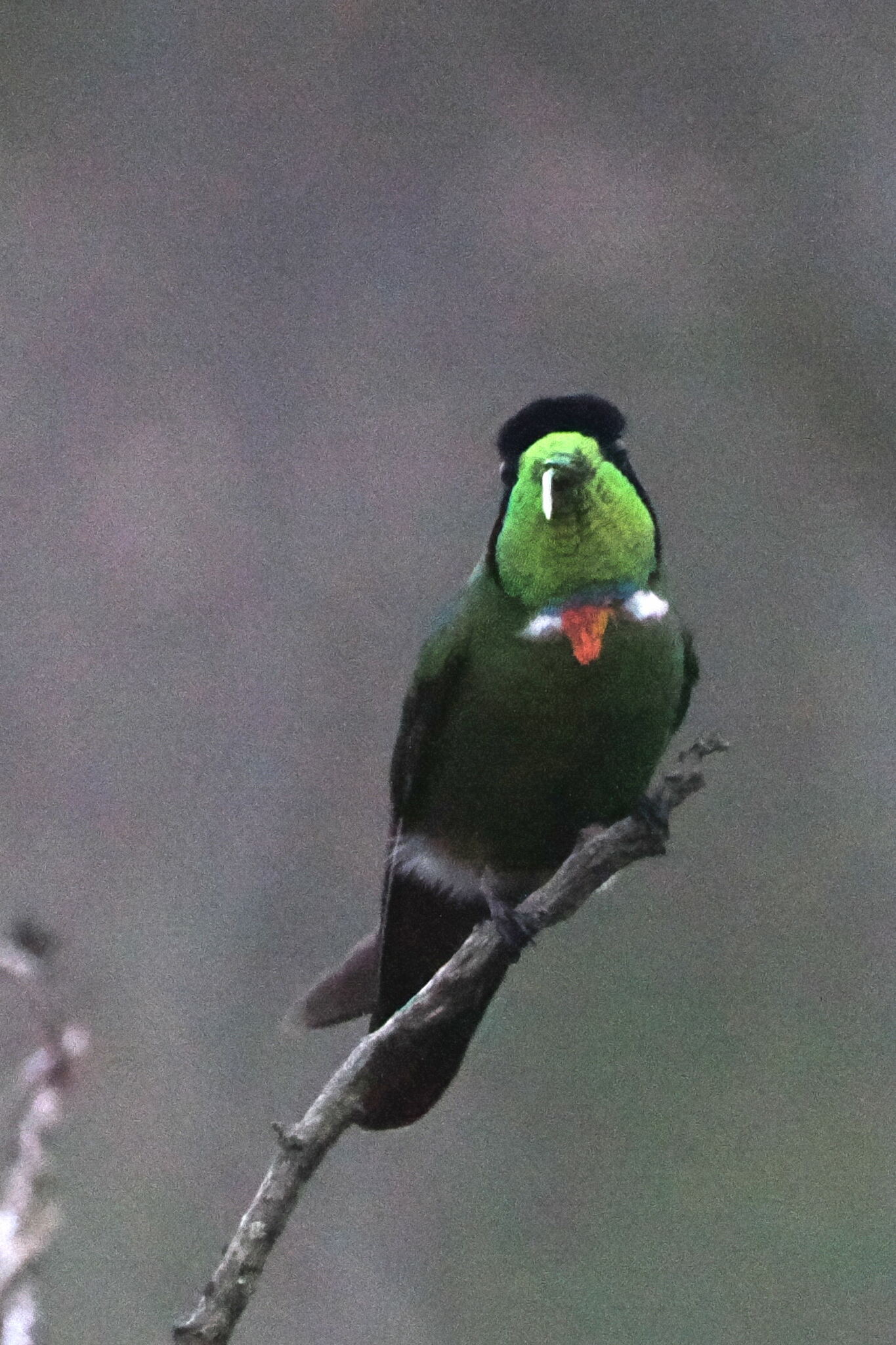 Hooded Visorbearer (Augastes lumachella), photo 4