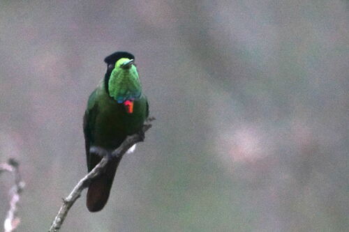 Hooded Visorbearer (Augastes lumachella), photo 4